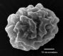 image of Elaphoglossum curvans