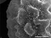 image of Elaphoglossum curvans