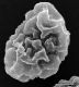 image of Elaphoglossum curvans