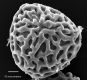 image of Lygodium microphyllum