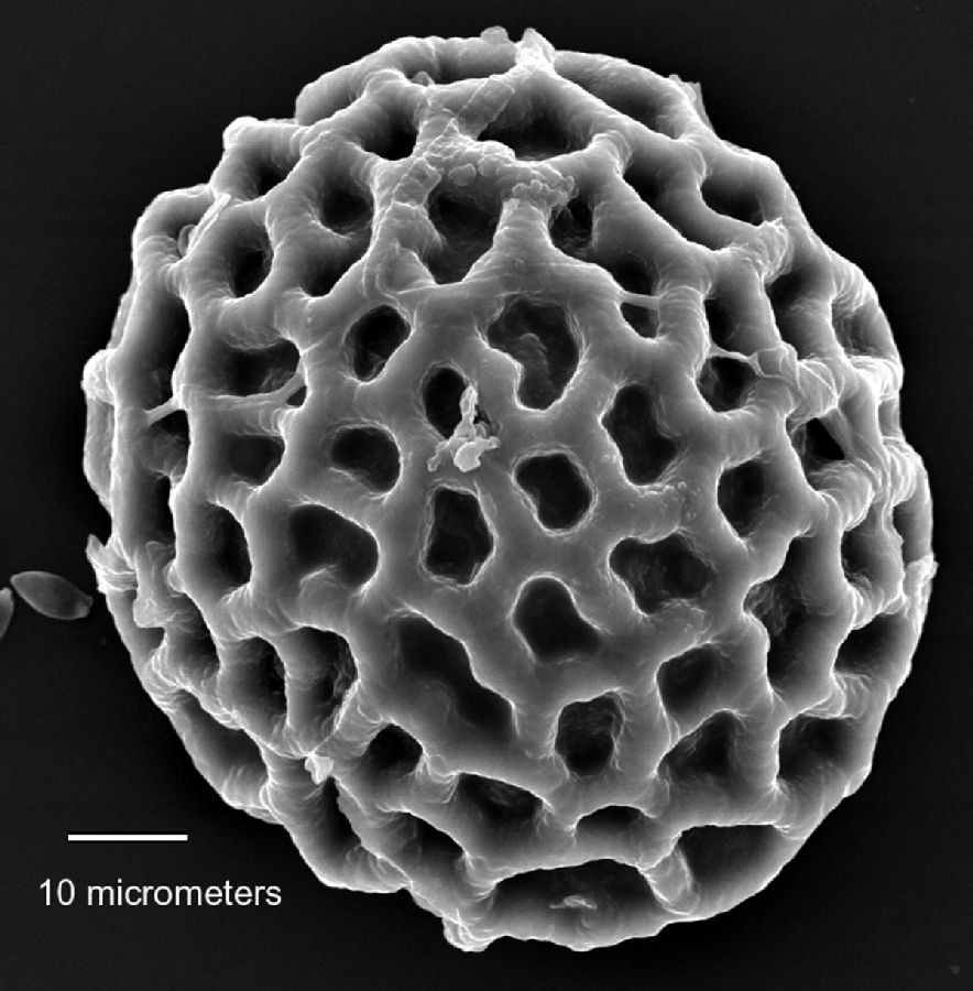 Lygodiaceae Lygodium microphyllum