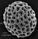 image of Lygodium microphyllum