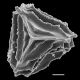 image of Anemia hirsuta X tenera