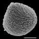 image of Saccoloma elegans