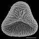 image of Saccoloma elegans