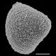 image of Saccoloma elegans