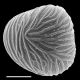 image of Saccoloma inaequale