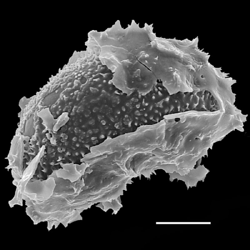 Tectariaceae Tectaria cicutaria