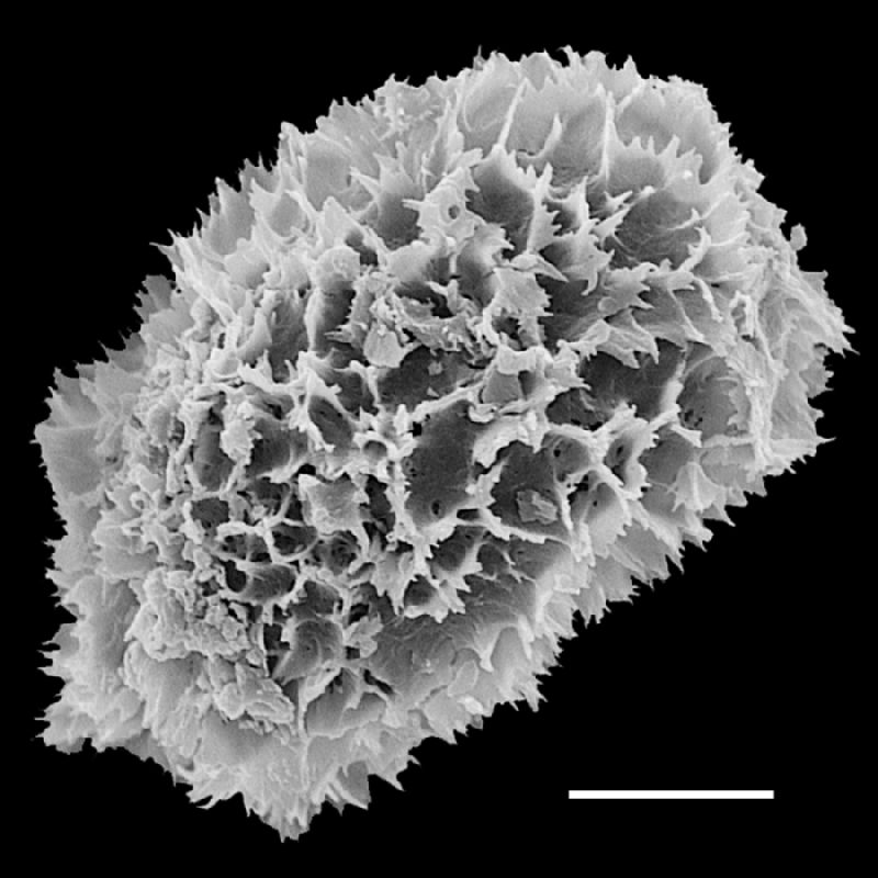 Tectariaceae Tectaria estremerana