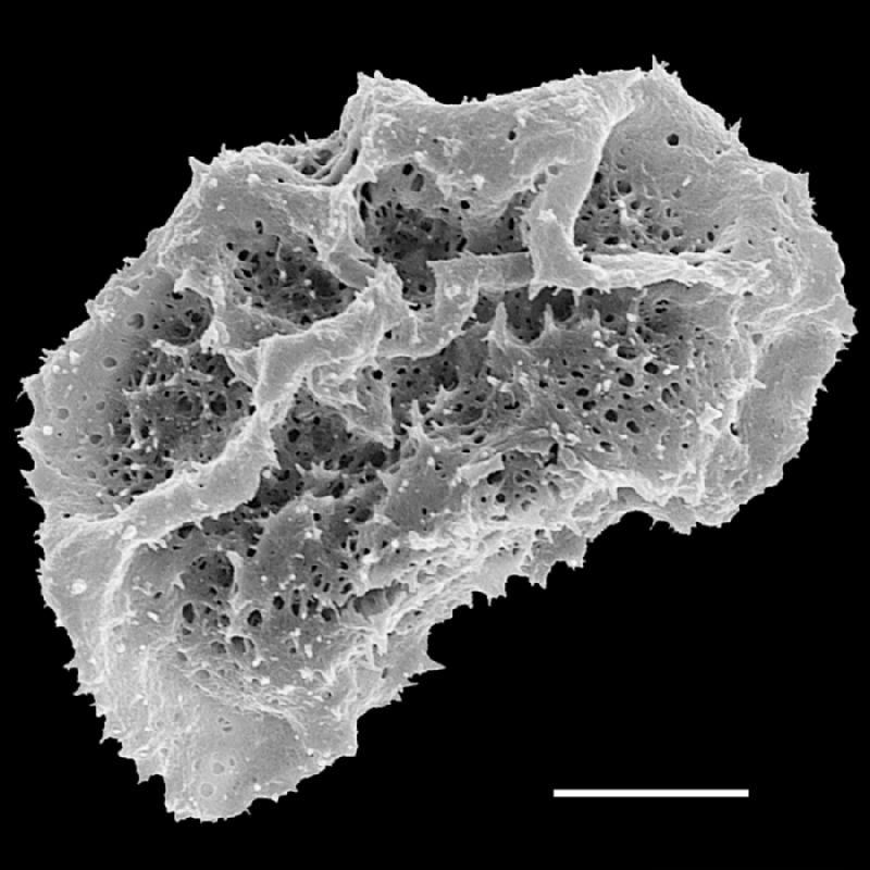 Tectariaceae Tectaria fimbriata