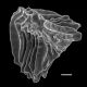 image of Anemia costata X oblongifolia
