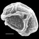 image of Elaphoglossum austromarquesense