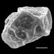 image of Elaphoglossum austromarquesense
