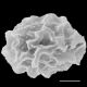 image of Elaphoglossum austromarquesense