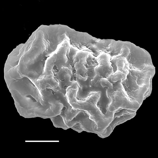 Dryopteridaceae Elaphoglossum austromarquesense