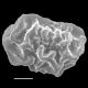 image of Elaphoglossum austromarquesense