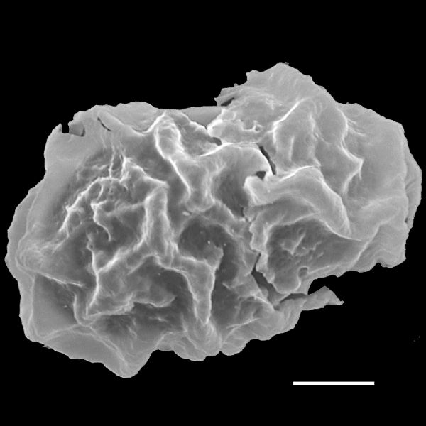 Dryopteridaceae Elaphoglossum austromarquesense