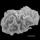 image of Elaphoglossum austromarquesense
