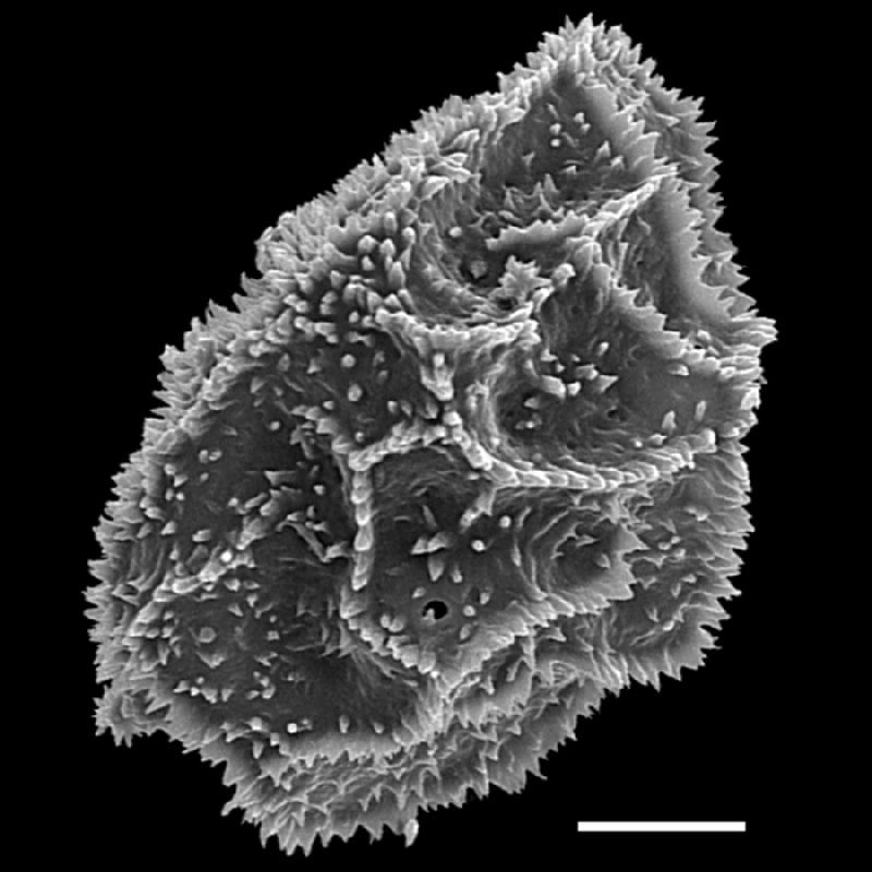 Dryopteridaceae Arachniodes denticulata