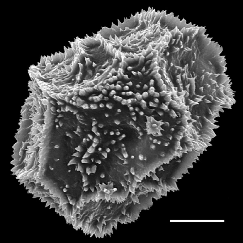 Dryopteridaceae Arachniodes denticulata