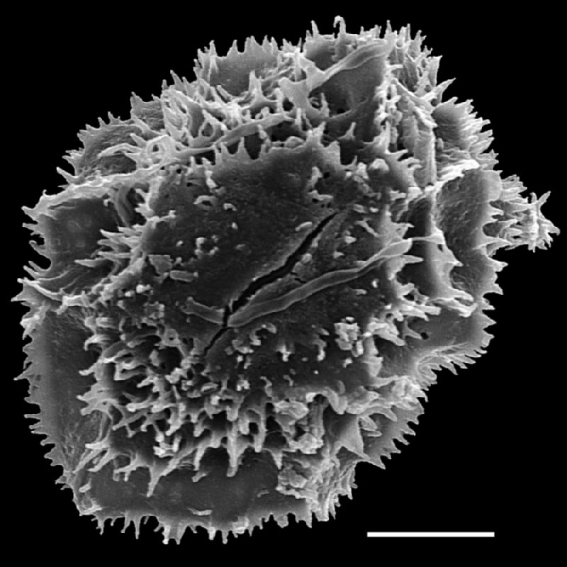 Dryopteridaceae Arachniodes denticulata