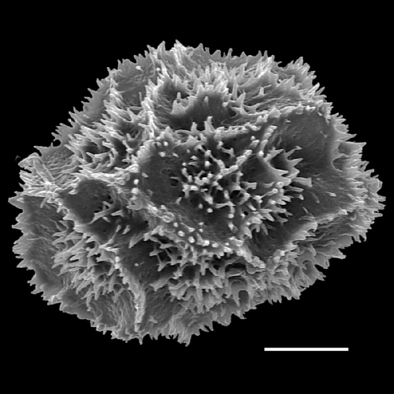 Dryopteridaceae Arachniodes denticulata