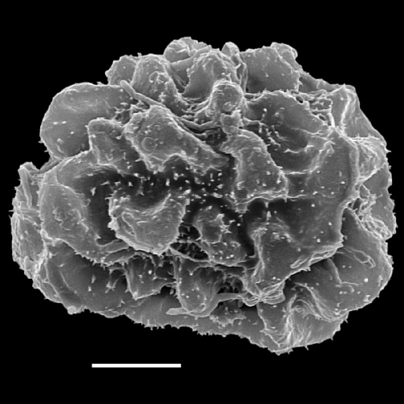 Dryopteridaceae Arachniodes macrostegia