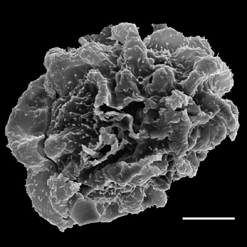 Dryopteridaceae Arachniodes macrostegia