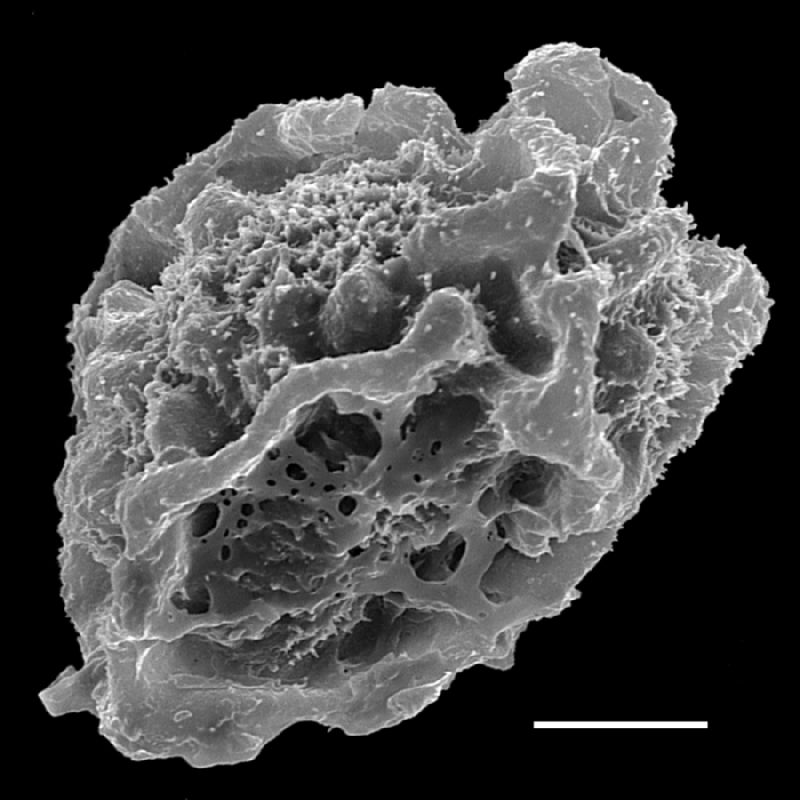 Dryopteridaceae Arachniodes macrostegia