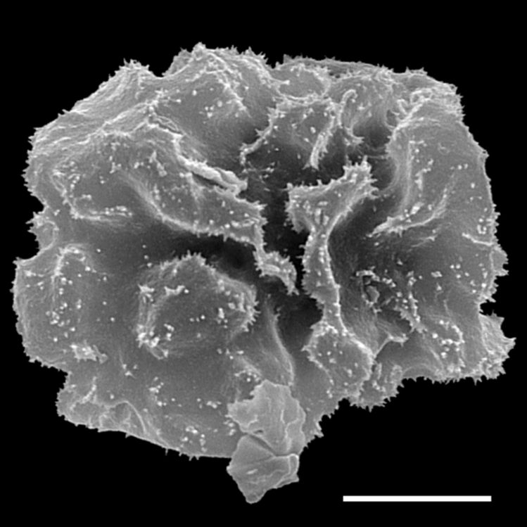 Hypodematiaceae Didymochlaena truncatula