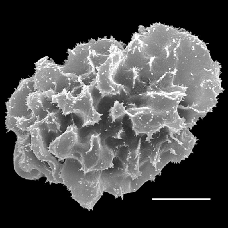 Hypodematiaceae Didymochlaena truncatula