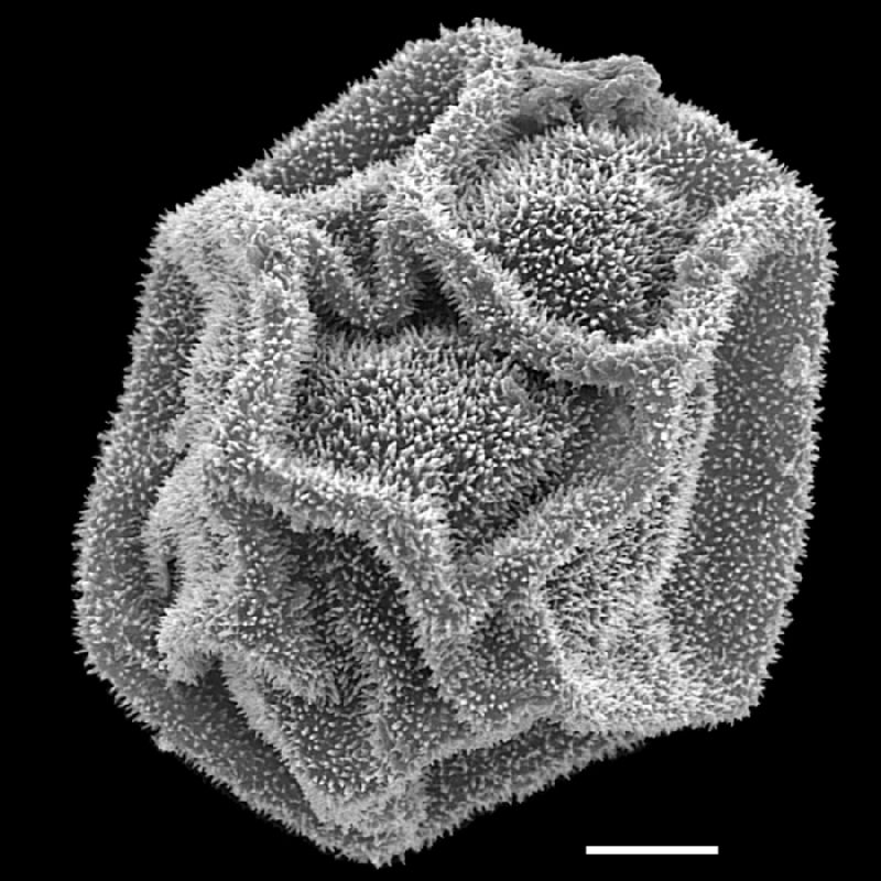 Dryopteridaceae Polybotrya aequatoriana