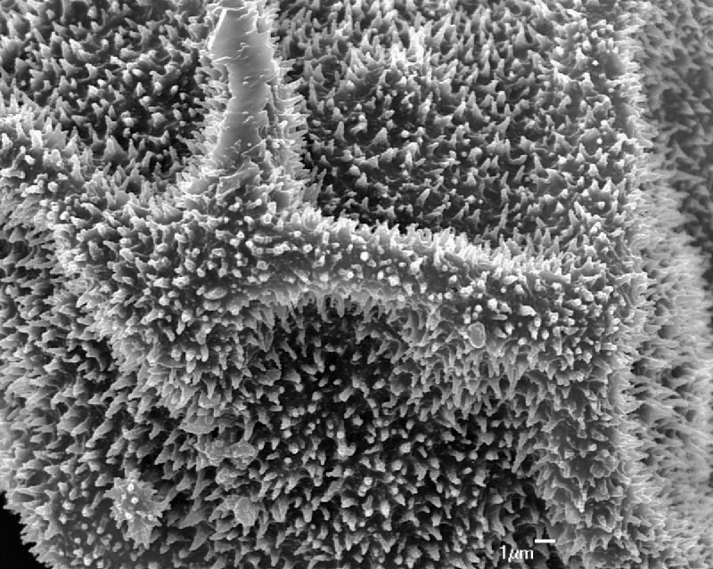 Dryopteridaceae Polybotrya aequatoriana