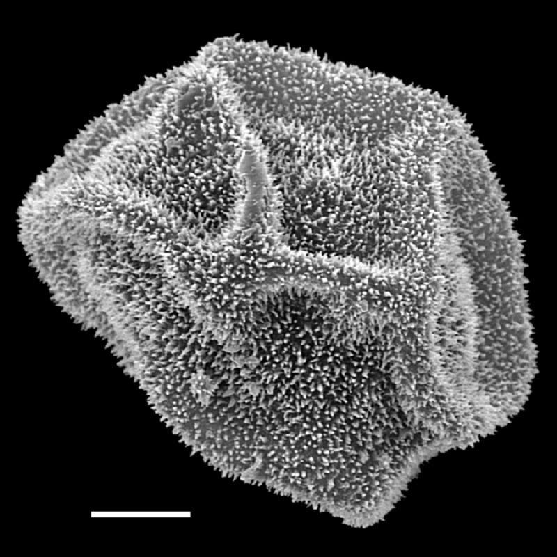 Dryopteridaceae Polybotrya aequatoriana