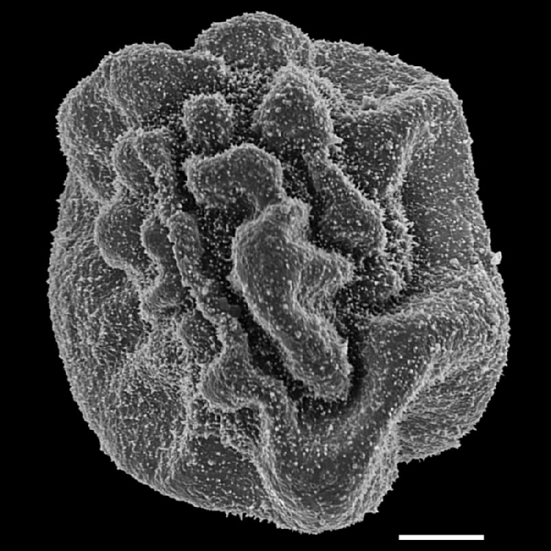 Dryopteridaceae Polybotrya attenuata