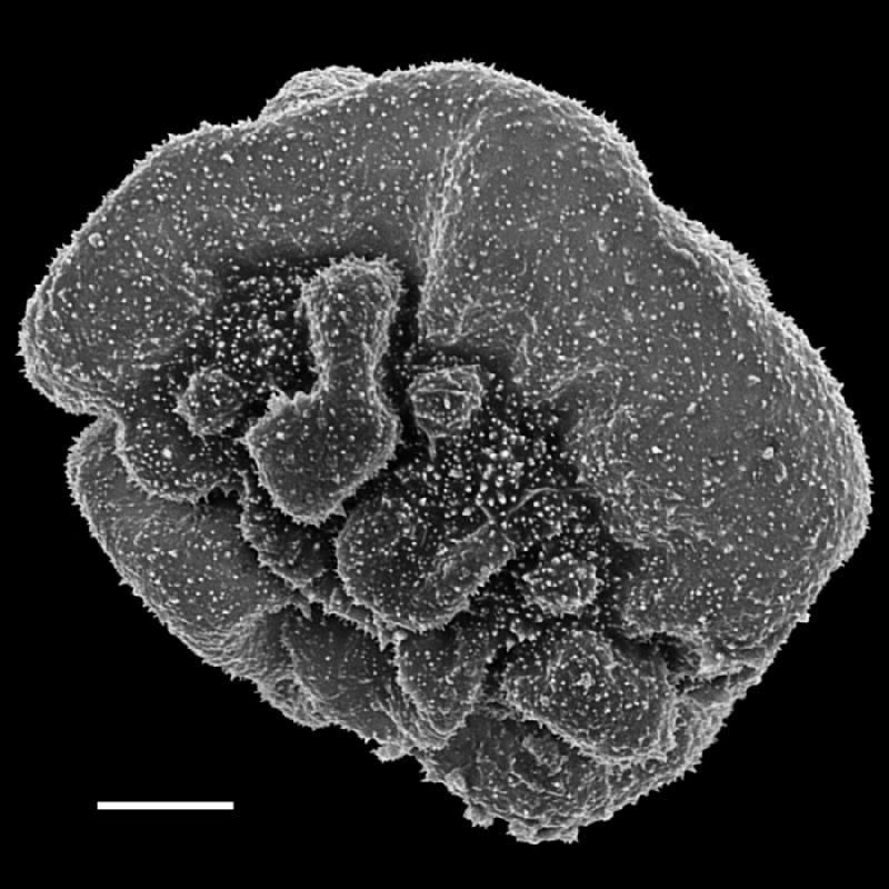 Dryopteridaceae Polybotrya attenuata