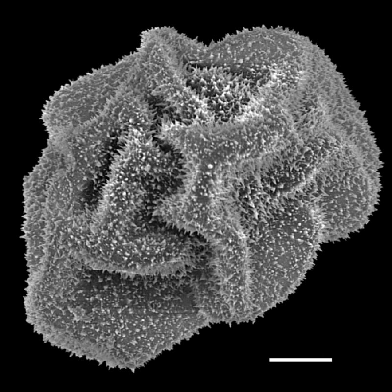 Dryopteridaceae Polybotrya attenuata