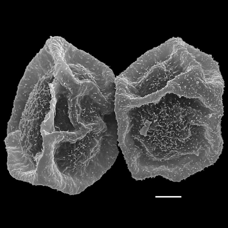 Dryopteridaceae Polybotrya caudata