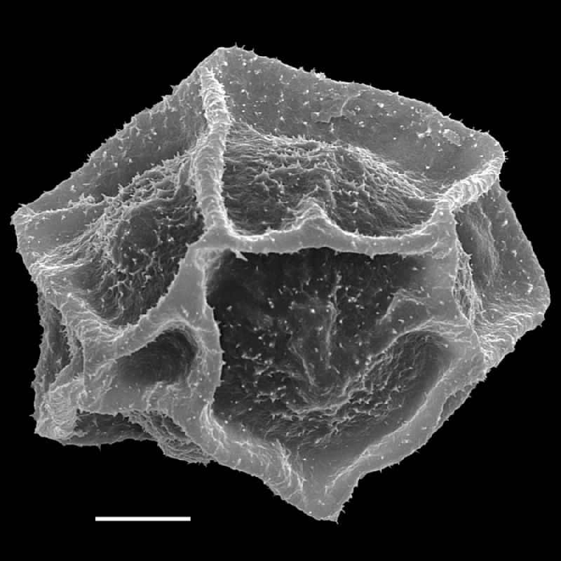 Dryopteridaceae Polybotrya caudata