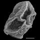 image of Polybotrya fractiserialis