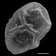 image of Polybotrya fractiserialis