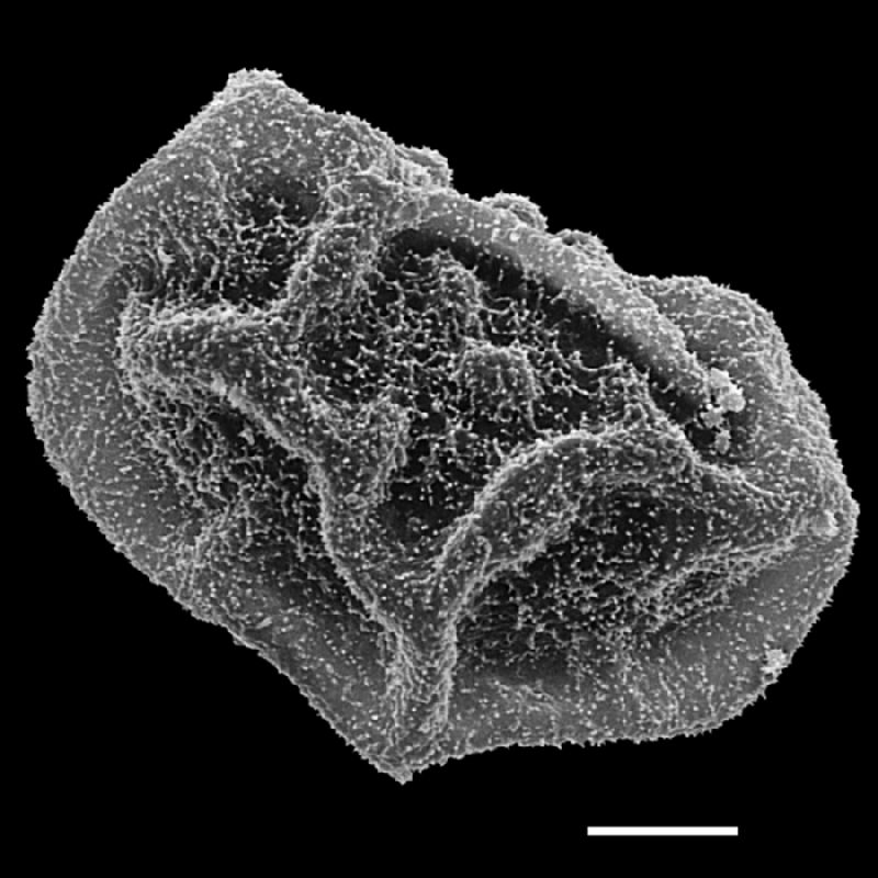 Dryopteridaceae Polybotrya goyazensis