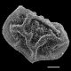 image of Polybotrya goyazensis