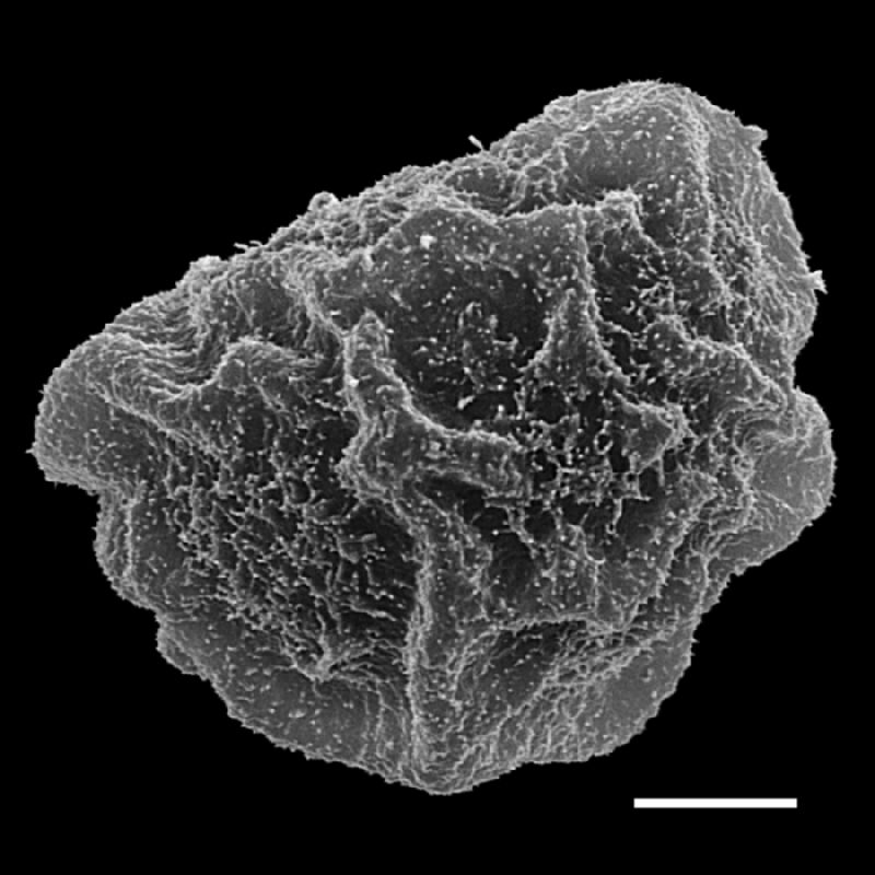 Dryopteridaceae Polybotrya goyazensis