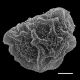 image of Polybotrya goyazensis