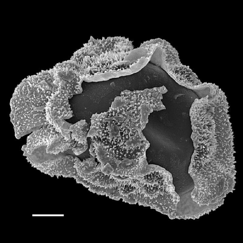 Dryopteridaceae Polybotrya semipinnata