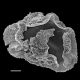 image of Polybotrya semipinnata