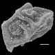 image of Polybotrya semipinnata