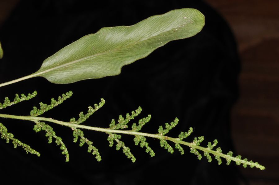 Anemiaceae Anemia elaphoglossoides