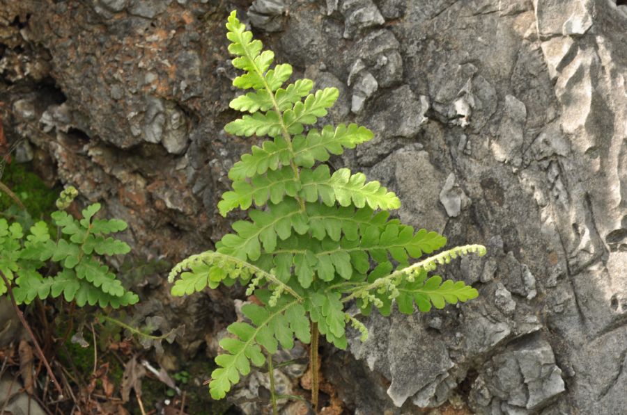 Anemiaceae Anemia irwinii
